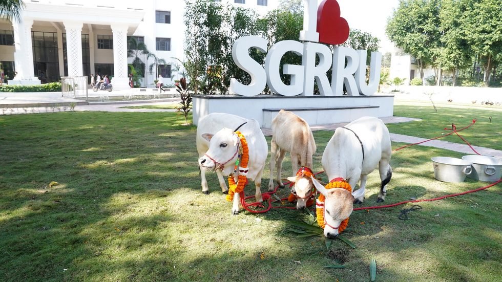 एसजीआरआर में पहुंची सबसे छोटी नस्ल की नैनो गाय